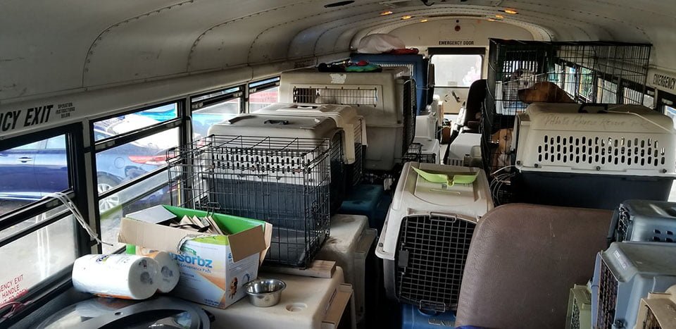 Autobús escolar para rescatar perros