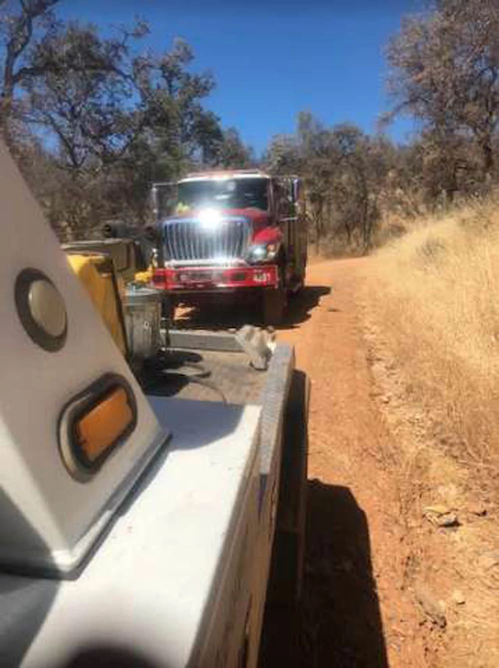 Hombre ve a un perro en un camino remoto y se da cuenta de que está pidiendo ayuda 8 Ayuda