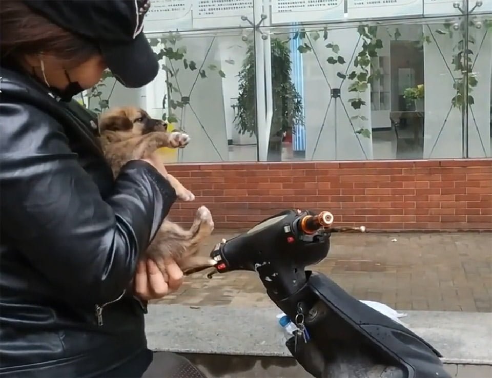 Cachorro adoptado