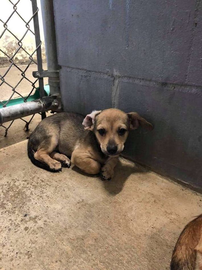 Cachorro Cachorro
