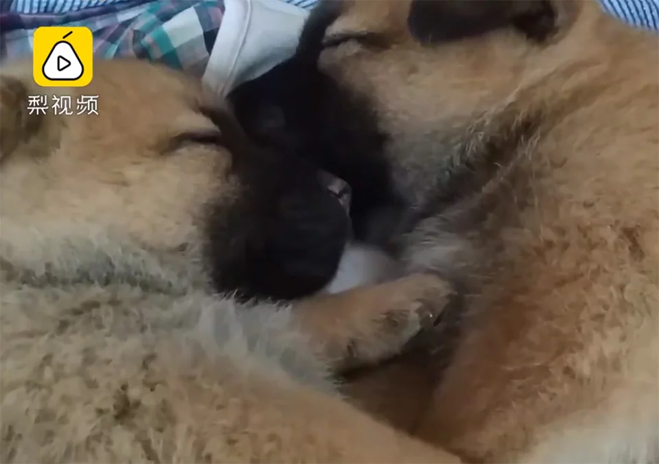 Cachorros