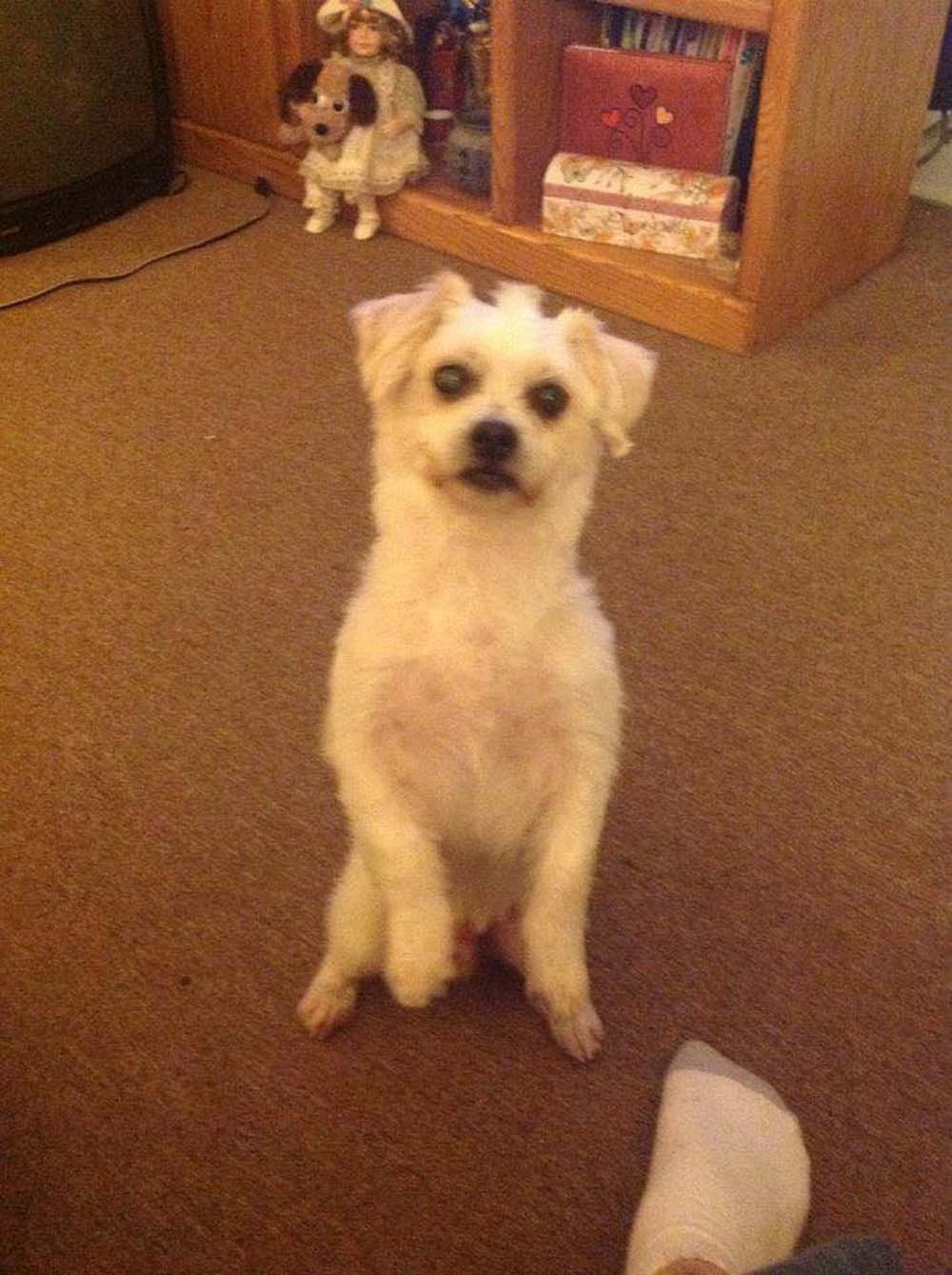 Hombre enterró vivo a su perro de 17 años, porque no se llevaba bien con su nuevo gato 6 Chico