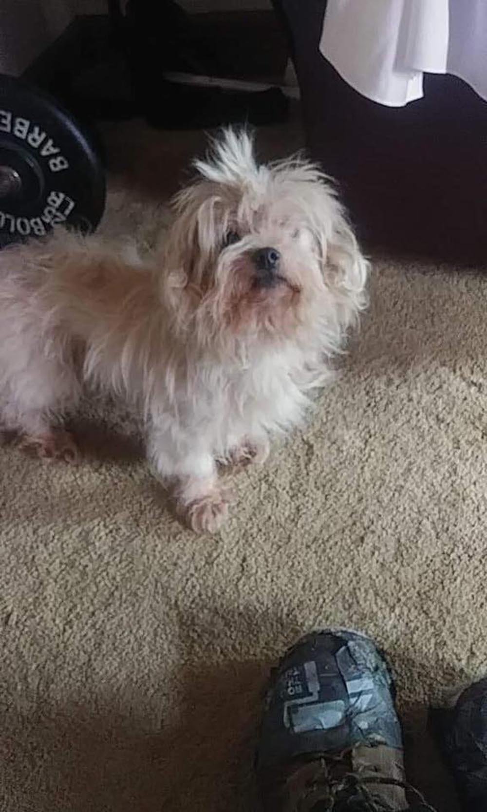 Hombre enterró vivo a su perro de 17 años, porque no se llevaba bien con su nuevo gato 7 Chico el perro enterrado