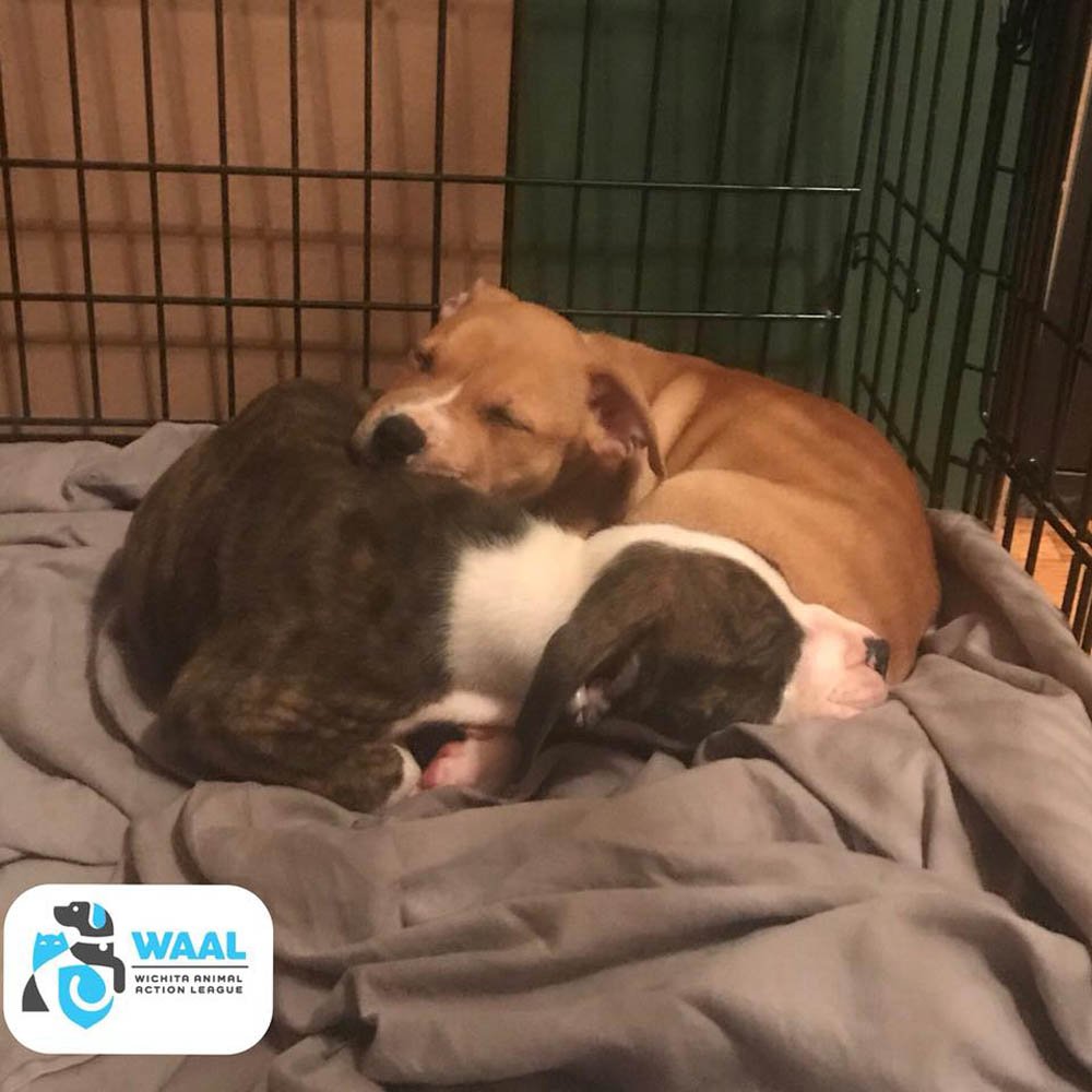 Cachorros encontrados con sus hocicos atados están felices de ver a sus rescatistas 10 Debbie y Westley