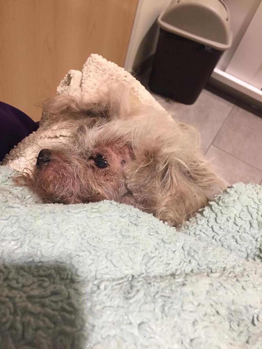 Hombre enterró vivo a su perro de 17 años, porque no se llevaba bien con su nuevo gato 9 El sobrevivió