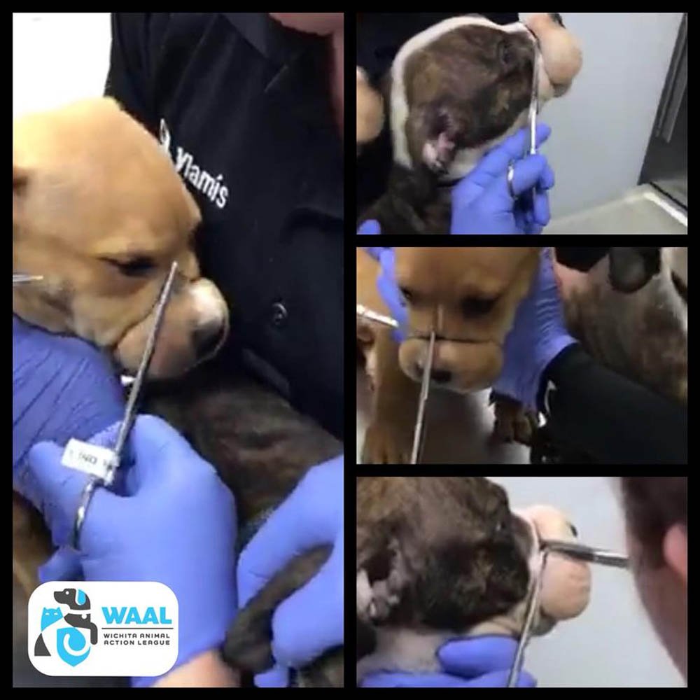 Cachorros encontrados con sus hocicos atados están felices de ver a sus rescatistas 9 Ellos merecen amor
