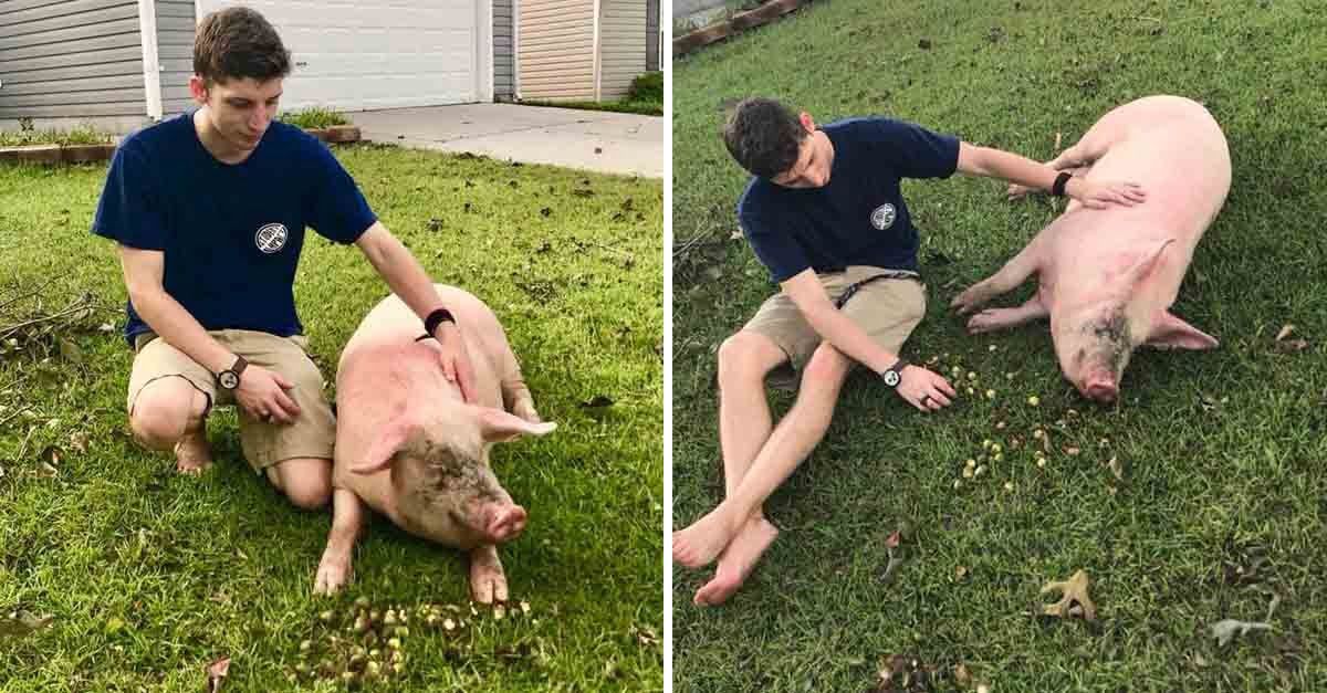 Este cerdo nadó por su vida tras inundación por el huracán Florence