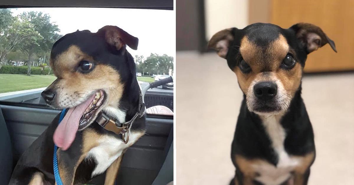 Este perro tiene un tumor cerebral y una masa cancerígena en la cabeza