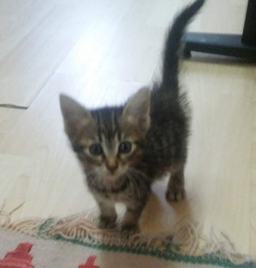 Gatito rescatado