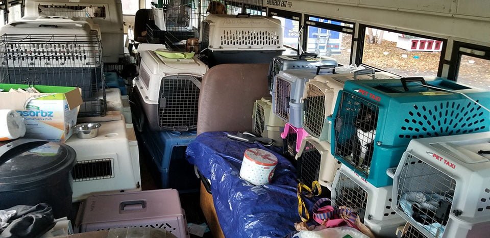 Hombre usa autobús para rescatar perros