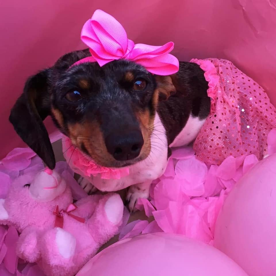 Esta perrita fue abandonada solo porque su familia espera la llegada de un bebé 17 La hermosa molly