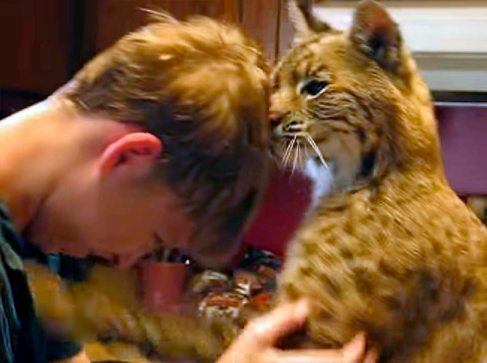 Lince rescatado