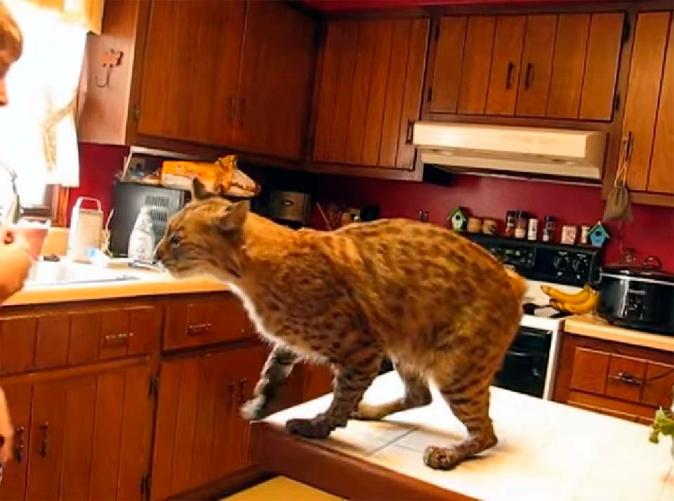Lince