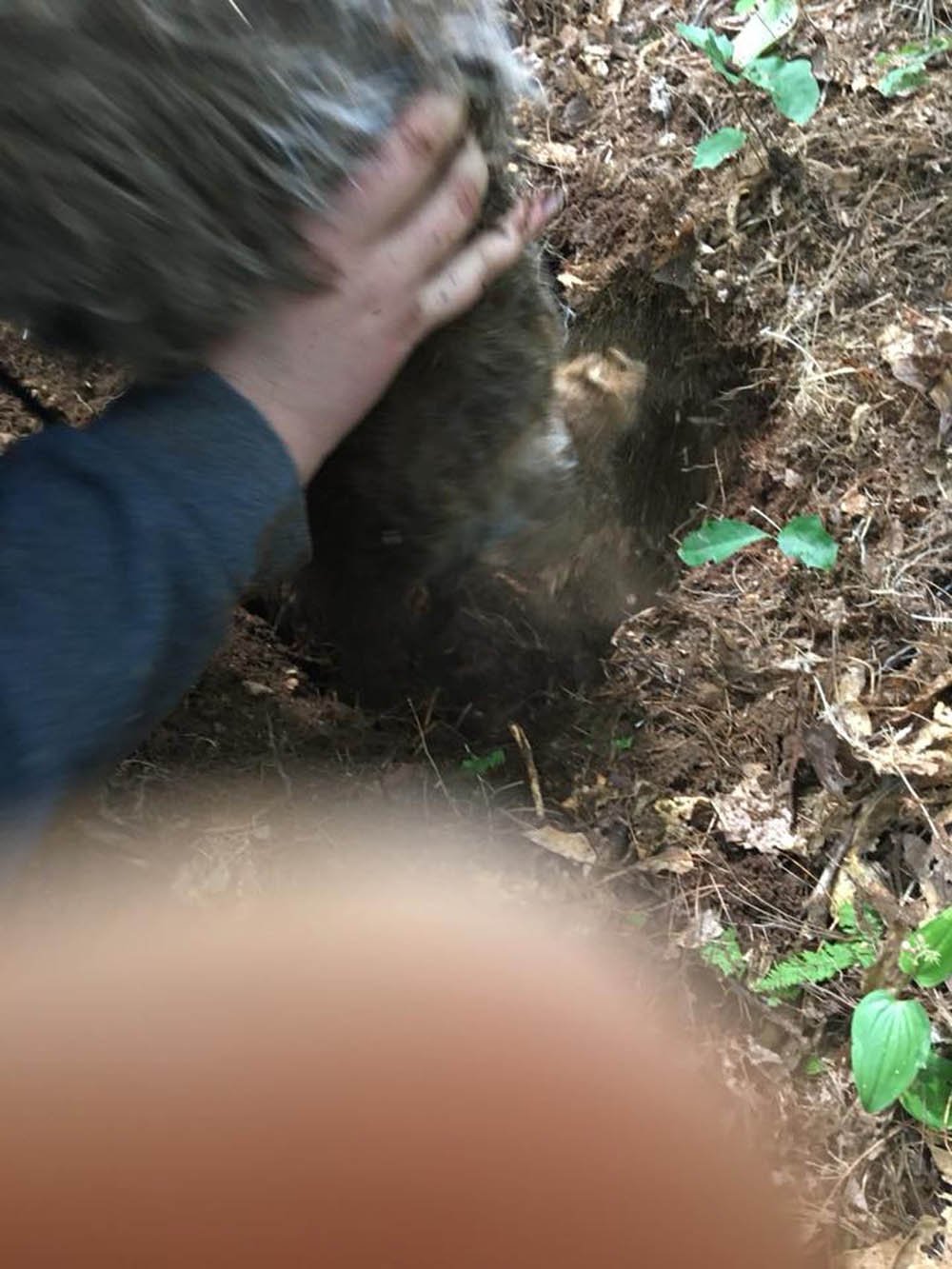 Hombre enterró vivo a su perro de 17 años, porque no se llevaba bien con su nuevo gato 8 Lo enterraron vivo