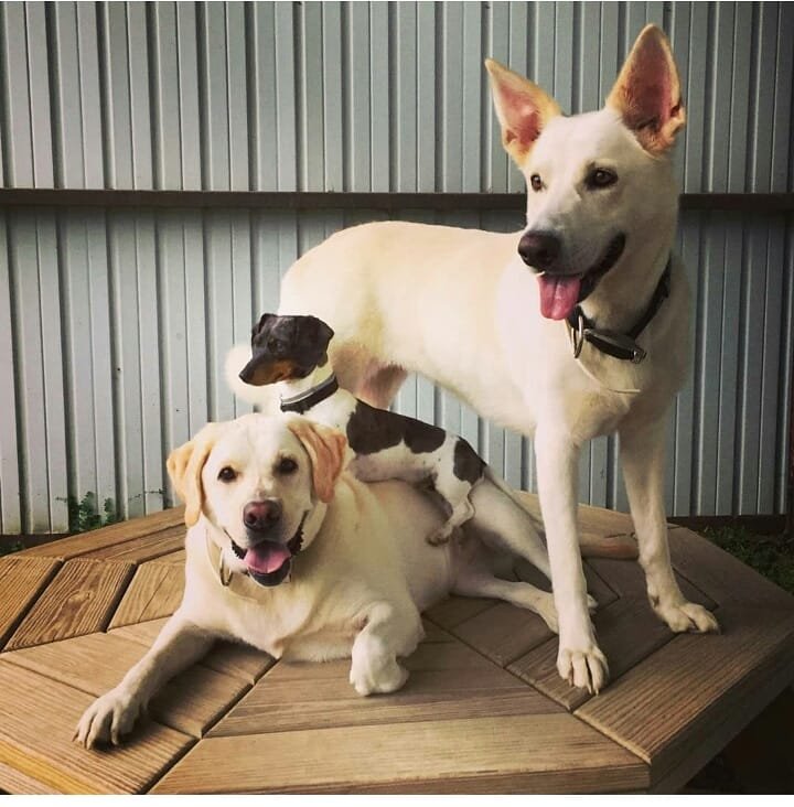 Esta perrita fue abandonada solo porque su familia espera la llegada de un bebé 13 Los hermanos fricker