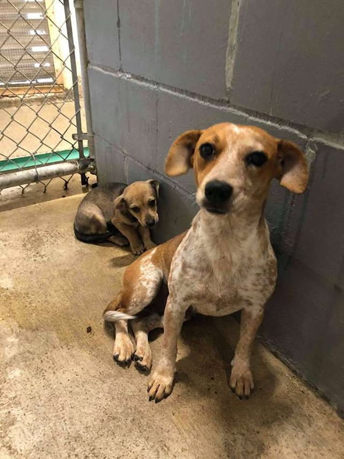 Mama protege a su bebé Mama protege a su bebé