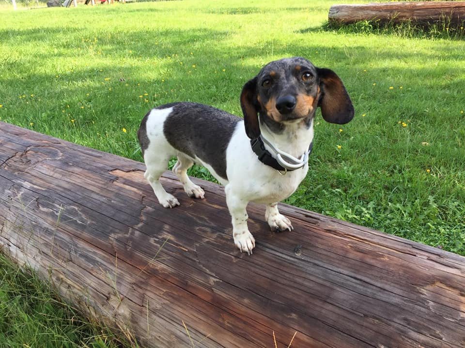 Esta perrita fue abandonada solo porque su familia espera la llegada de un bebé 12 Molly ahora es feliz