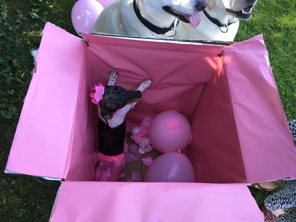 Esta perrita fue abandonada solo porque su familia espera la llegada de un bebé 16 Molly ama su nuevo hogar