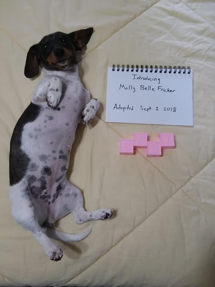 Esta perrita fue abandonada solo porque su familia espera la llegada de un bebé 11 Molly es hermosa