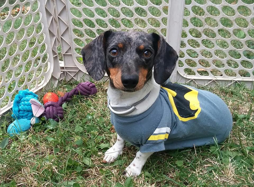 Esta perrita fue abandonada solo porque su familia espera la llegada de un bebé 18 Molly es preciosa