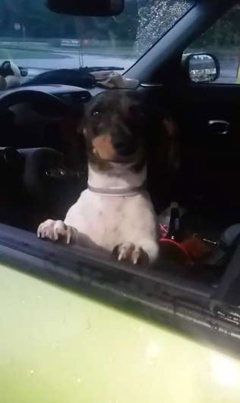 Esta perrita fue abandonada solo porque su familia espera la llegada de un bebé 10 Molly se encontraba muy triste