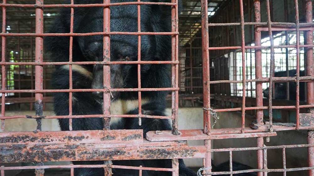 Este oso casi se vuelve loco después de pasar 21 años encerrado en una jaula 11 Osos enjaulados