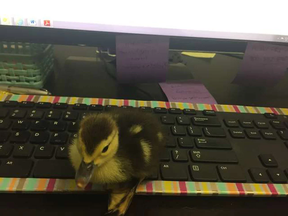 Patito