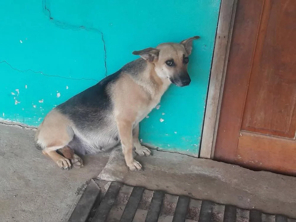 Perrita abandonada