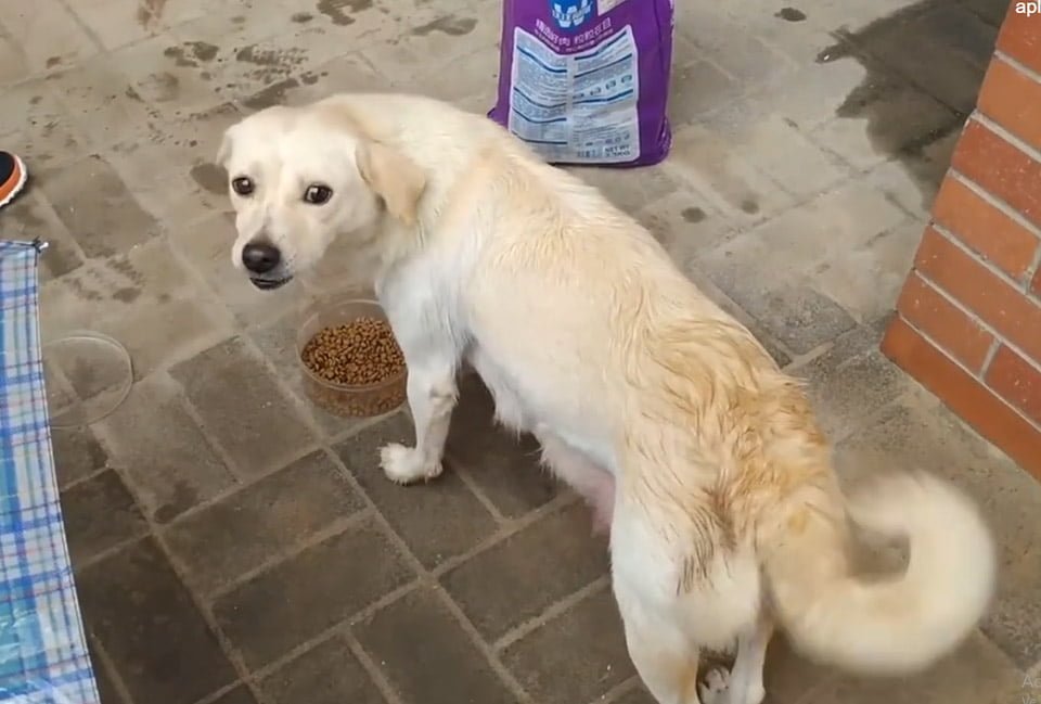 Perrita comiendo