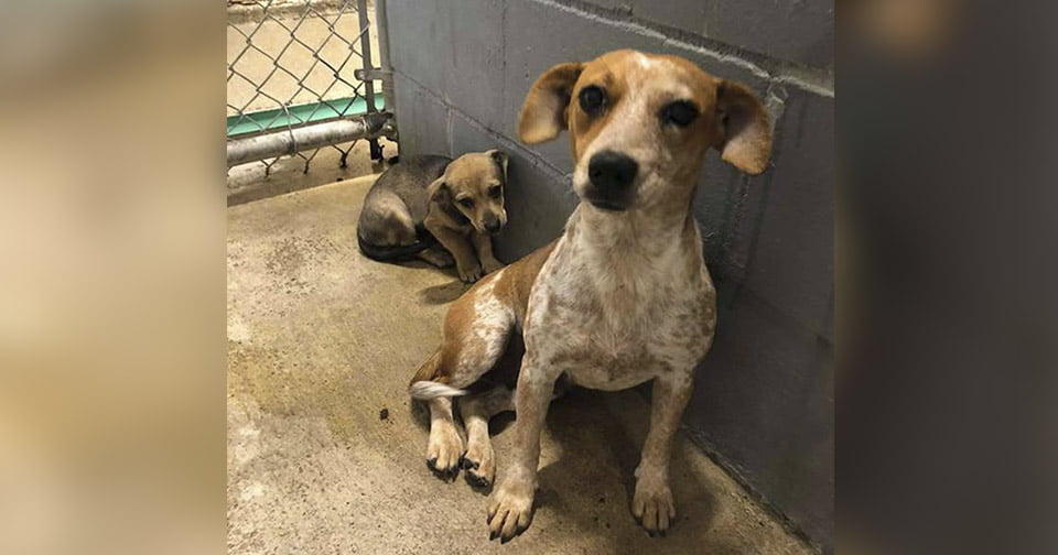 Perrita intenta esconder a su cachorro