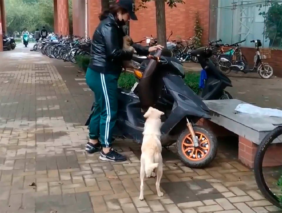 Perrita persigue a su cachorro