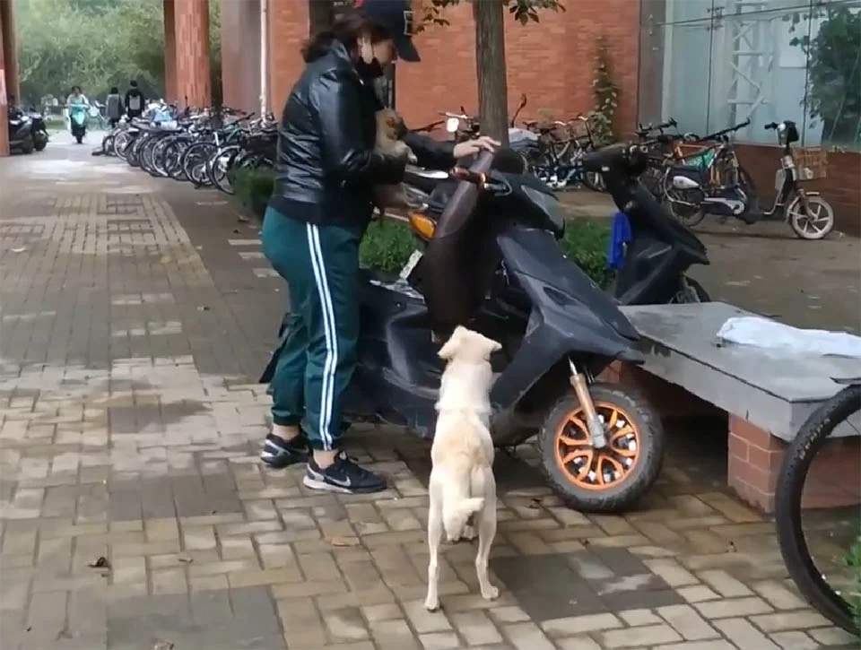 Perrita persigue a su cachorro