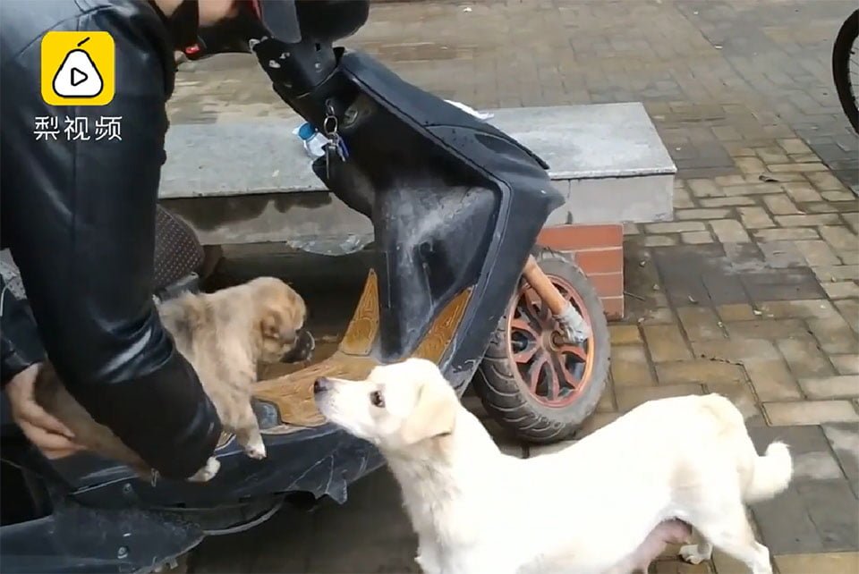 Perrita se despide