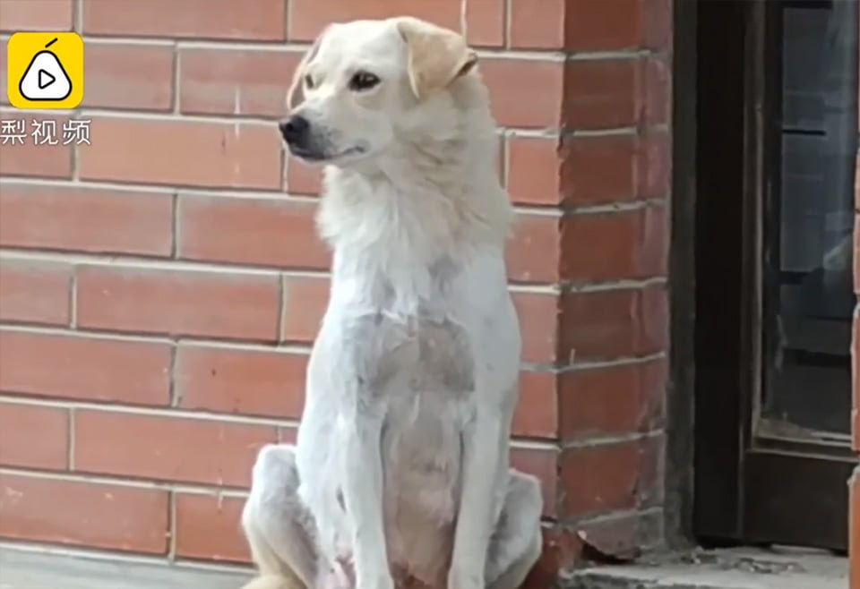 Perrita sin hogar