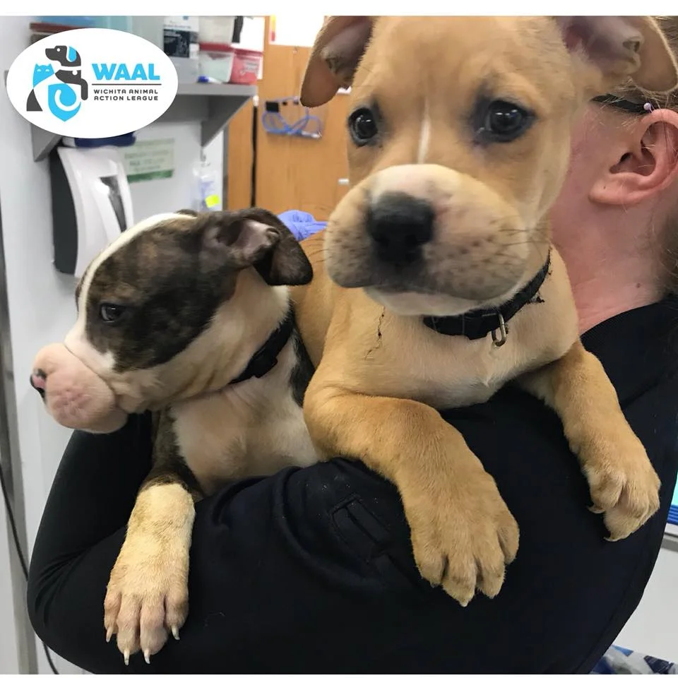 Perritos maltratados