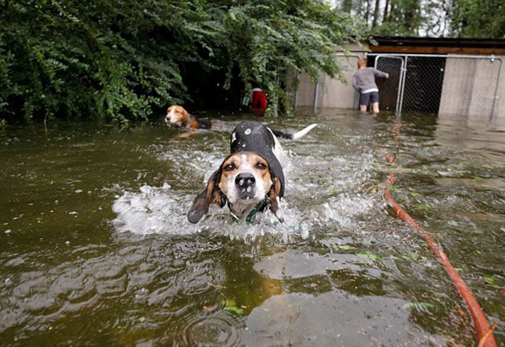 Perro rescatado del huracán Florence
