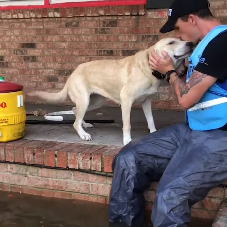 Perro rescatado del huracán
