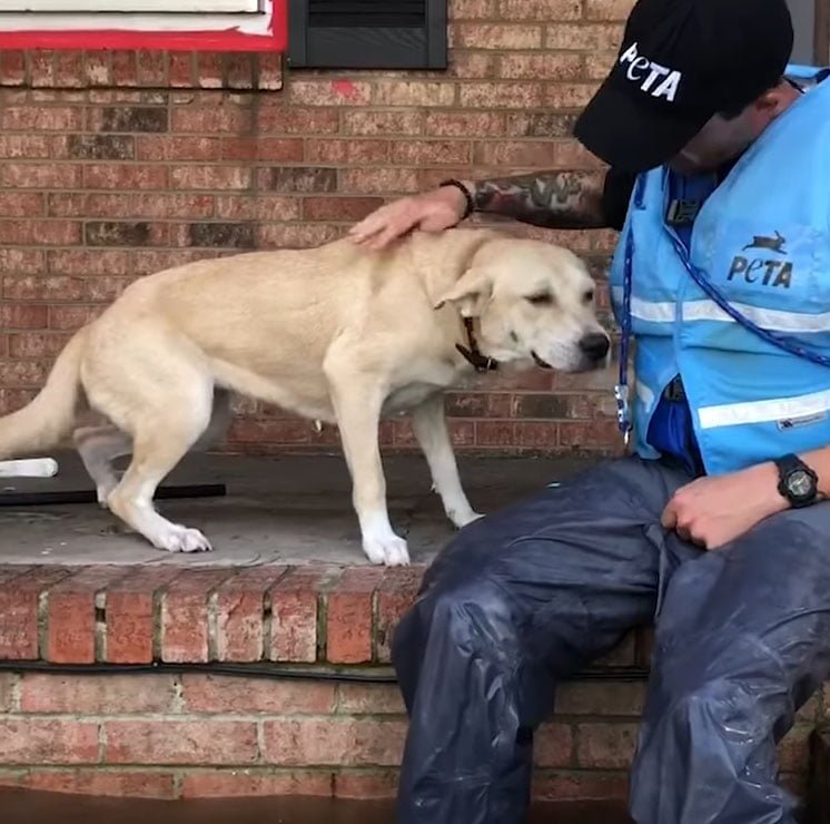 Perro rescatado del porche de una casa
