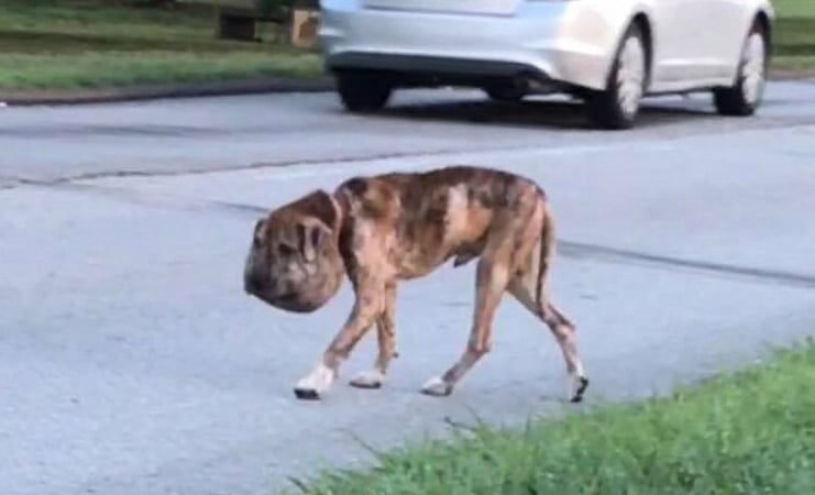 Perro sin hogar andaba con la cabeza hinchada por la razón más triste 1 Perro sin hogar fue encontrado con la cabeza hinchada