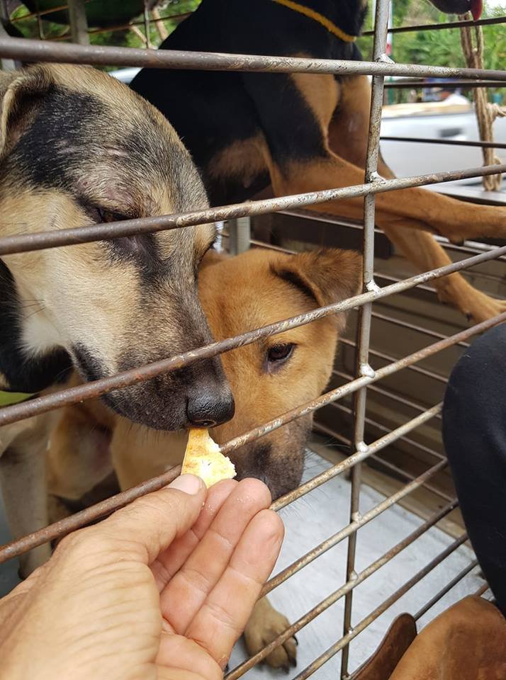 Perros enjaulados