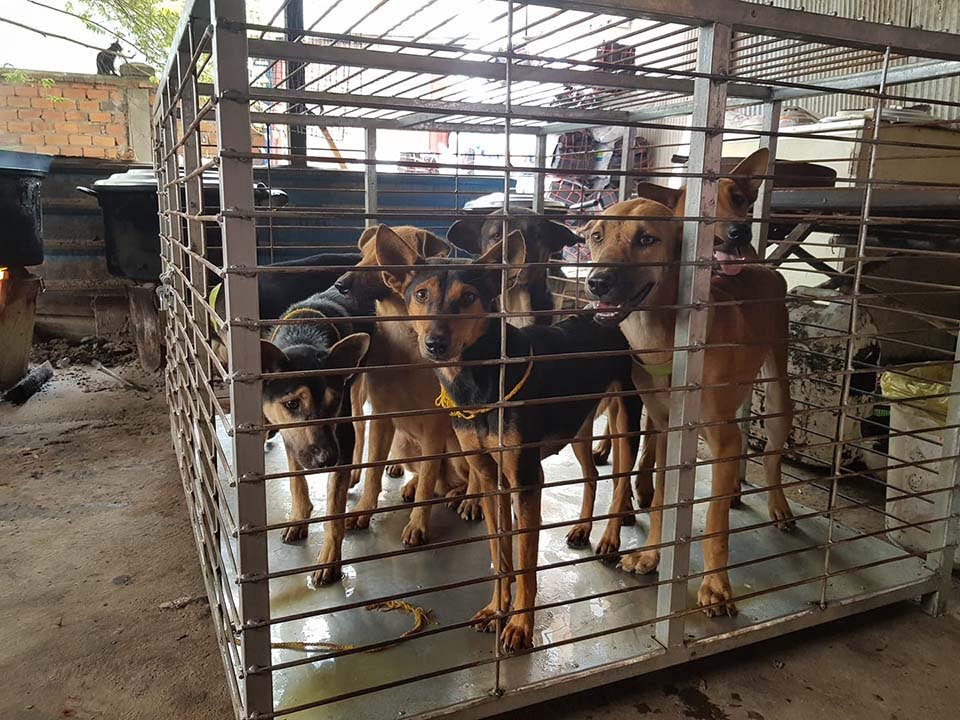 Perros rescatados