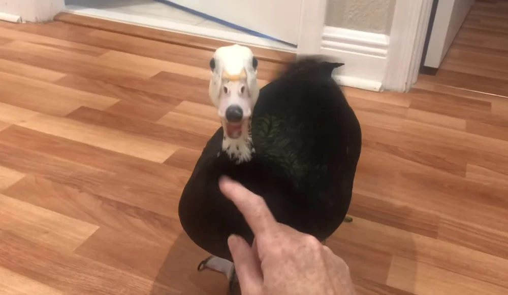 Petunia es adorable