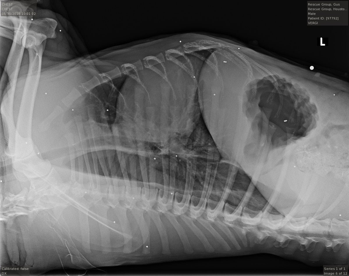 Radiografía de Gus Radiografía de Gus