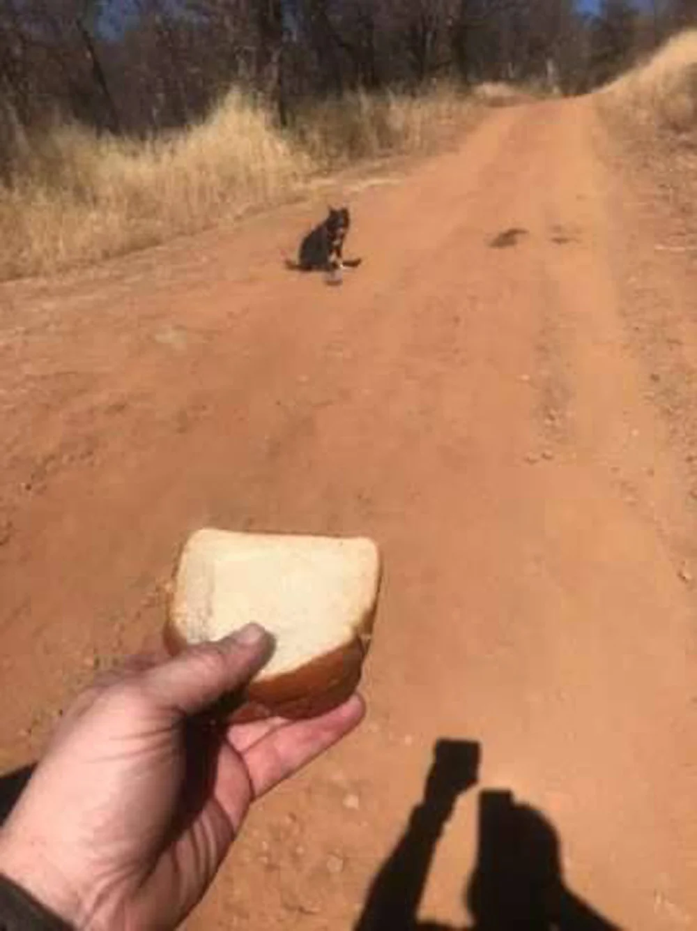 Hombre ve a un perro en un camino remoto y se da cuenta de que está pidiendo ayuda 6 Sandwich