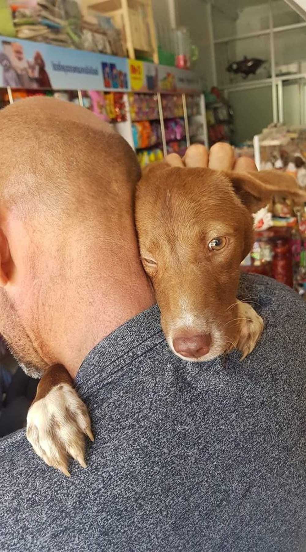 Perrita rescatada está tan agradecida que no deja de aferrarse a su rescatista 13 Sanie es muy amorosa
