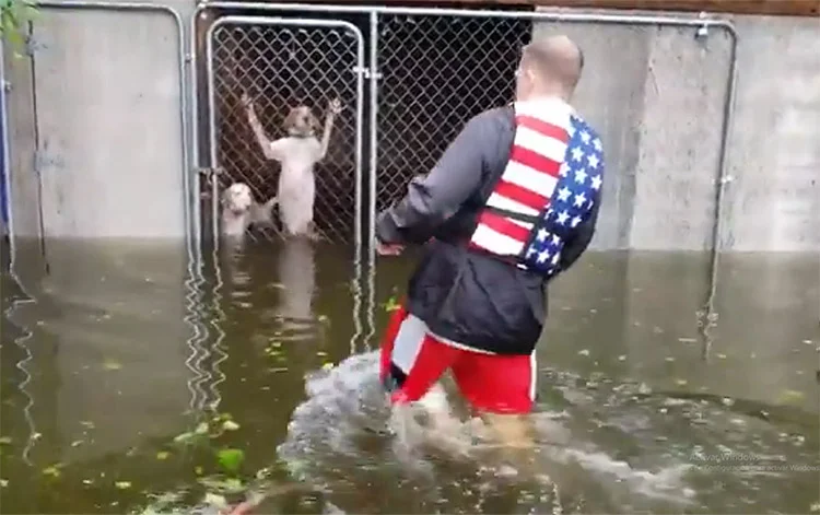 Voluntario salva a seis perros abandonados en una jaula en las inundaciones del huracán Florence 1 Seis perros rescatados de una inundación