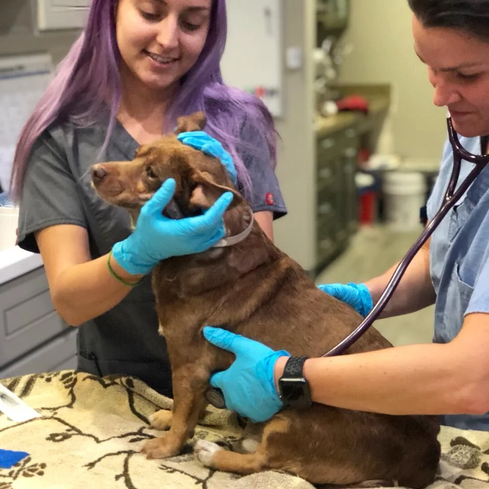 Toast en el veterinario