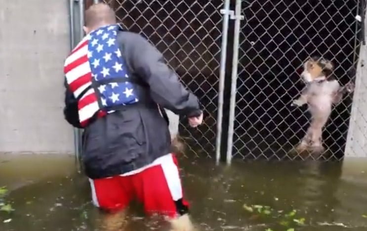 Voluntario rescatando perros