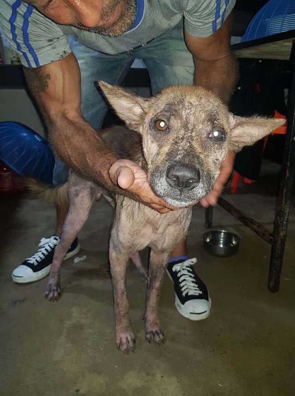 Perro que tenía miedo de ser tocado no quiere alejarse ahora de su rescatista 8 aka le temía a las personas
