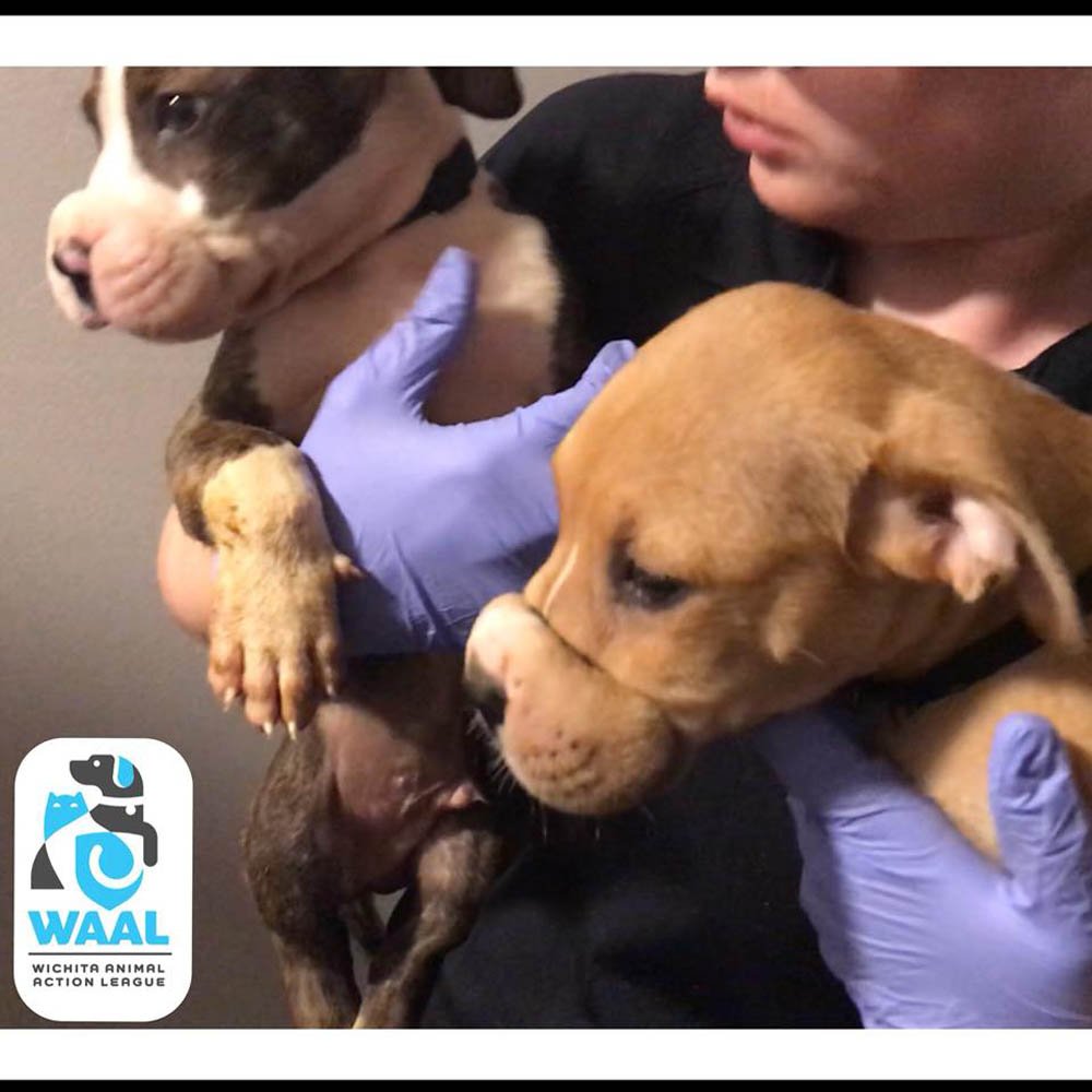 Cachorros encontrados con sus hocicos atados están felices de ver a sus rescatistas 7 amarraron sus hocicos con ligas